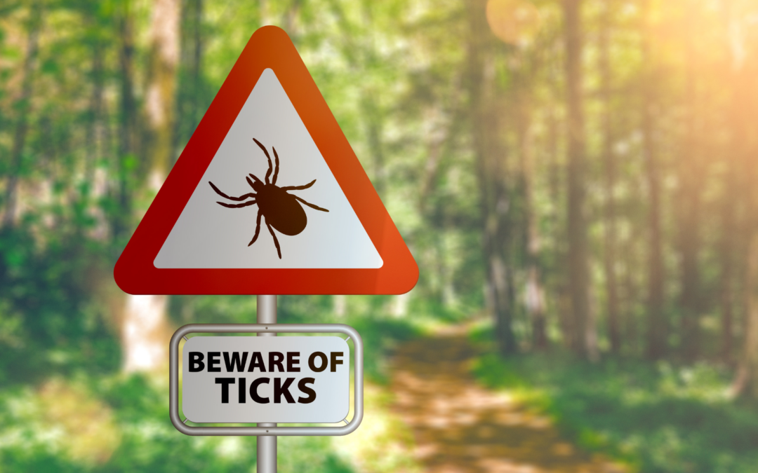 Ticks & Lyme Disease Prevention Tips for a Safer Summer
