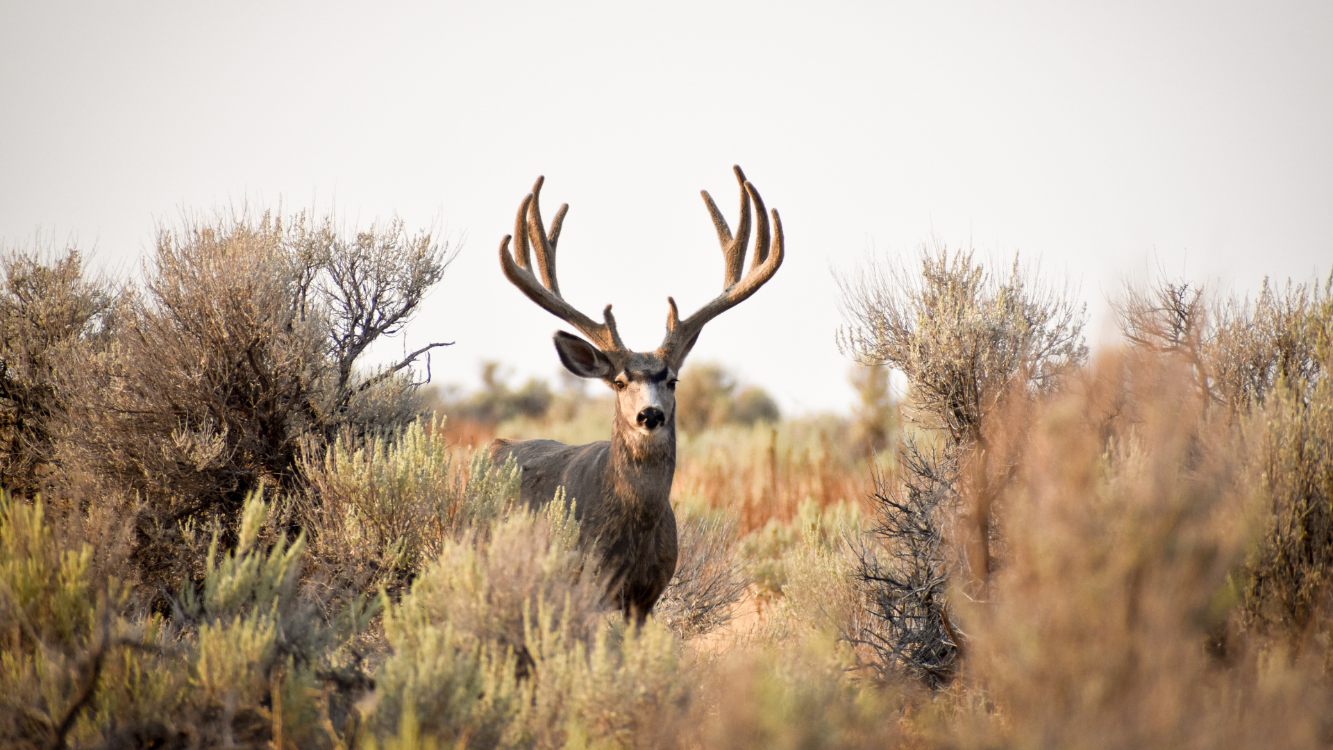 A deer with antlers in a field during hunting season in Michigan (1) A deer with antlers in a field during hunting season in Michigan