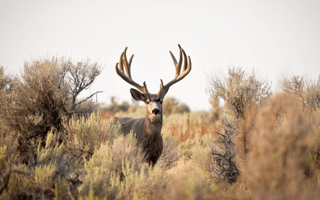 Stay Safe This Hunting Season: Essential Tips for Physical & Health Safety