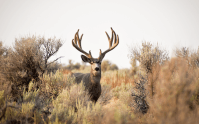 Stay Safe This Hunting Season: Essential Tips for Physical & Health Safety
